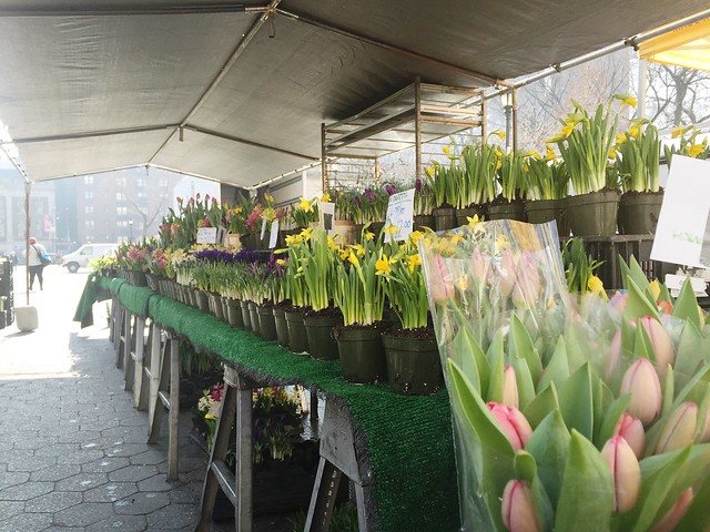 Union Square Greenmarket spring flowers