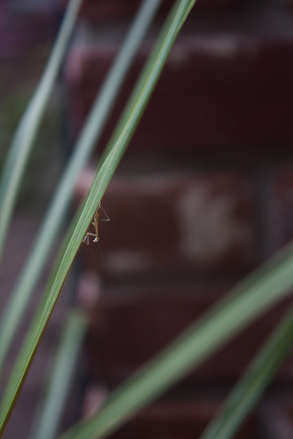 Praying Mantis Nymph
