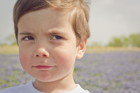 Texas Bluebonnets