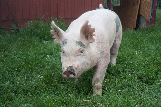Beyer Family Farm Pig