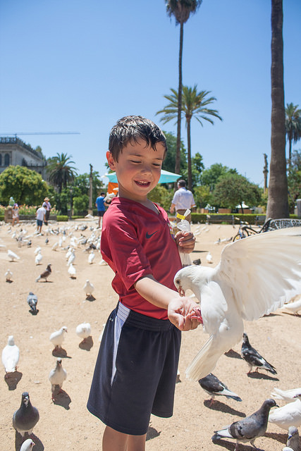 Pigeons Parque Maria Luisa Sevilla