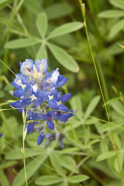 Texas Bluebonnets