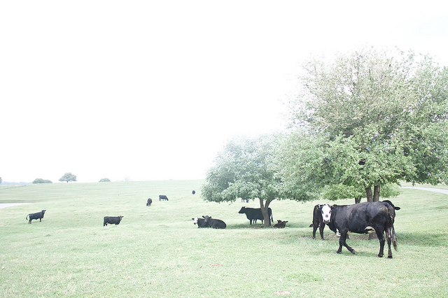 Cattle Texas Hill Country