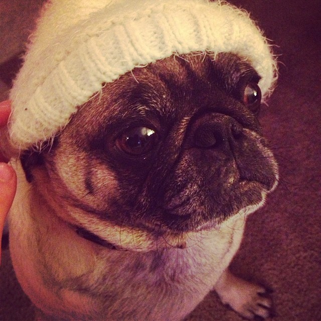 dog in a beanie
