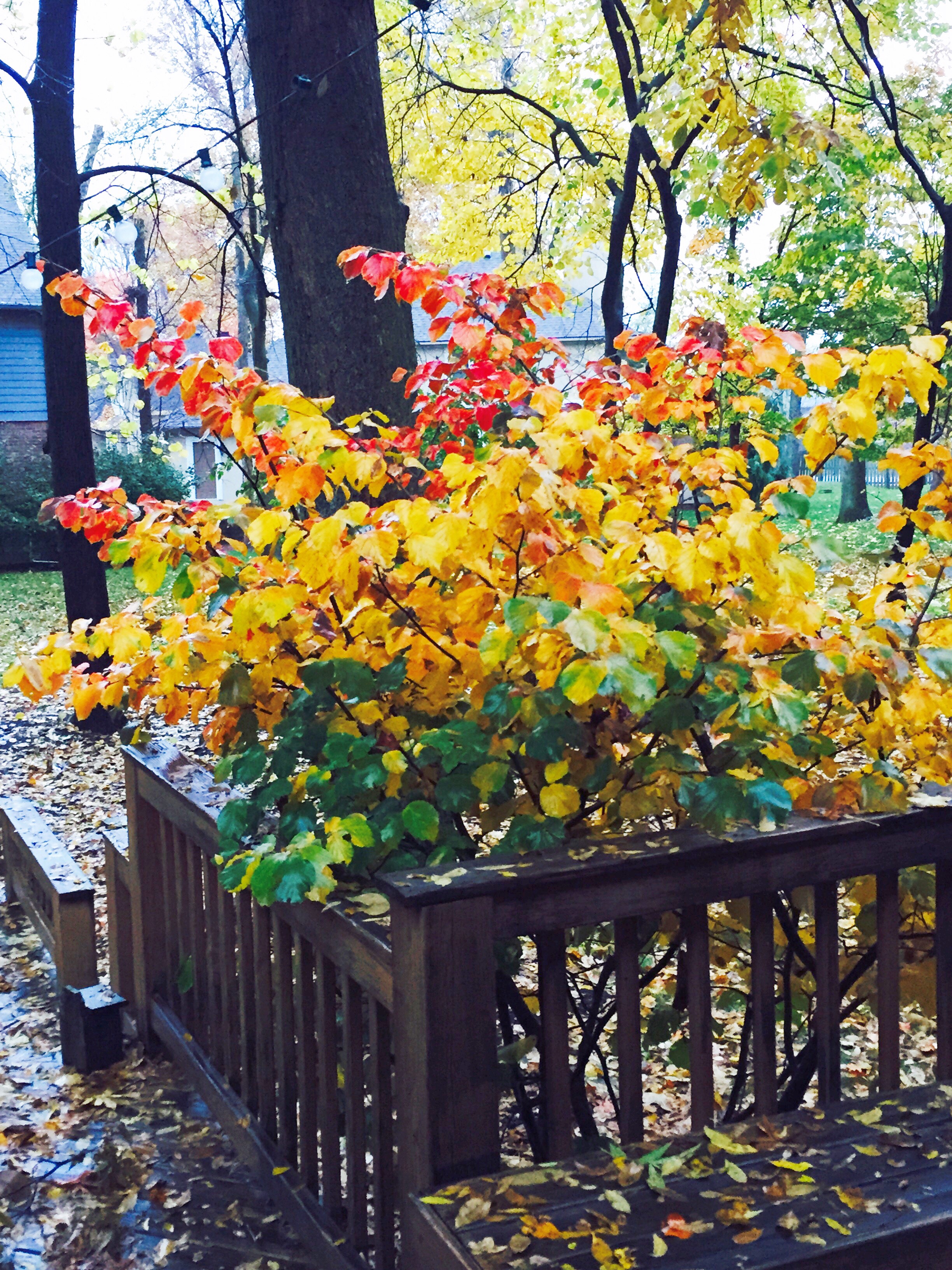 Witch Hazel Shrub in Fall