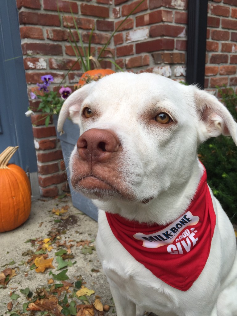 Milk-Bone Good Morning Daily Vitamin Treats