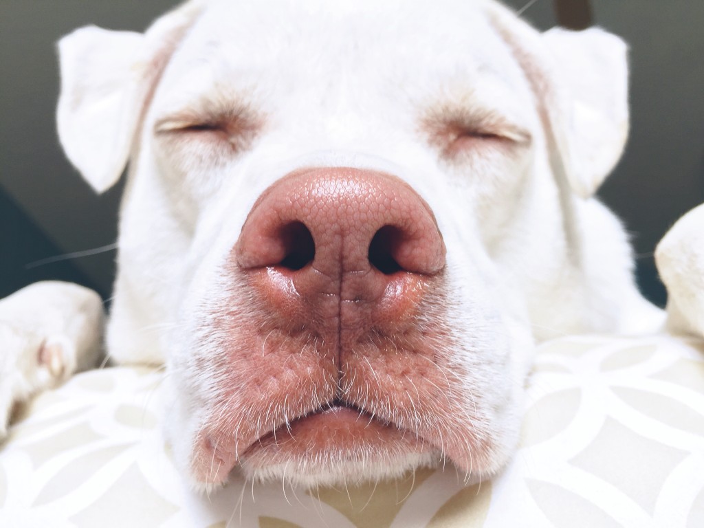 White dog with pink nose