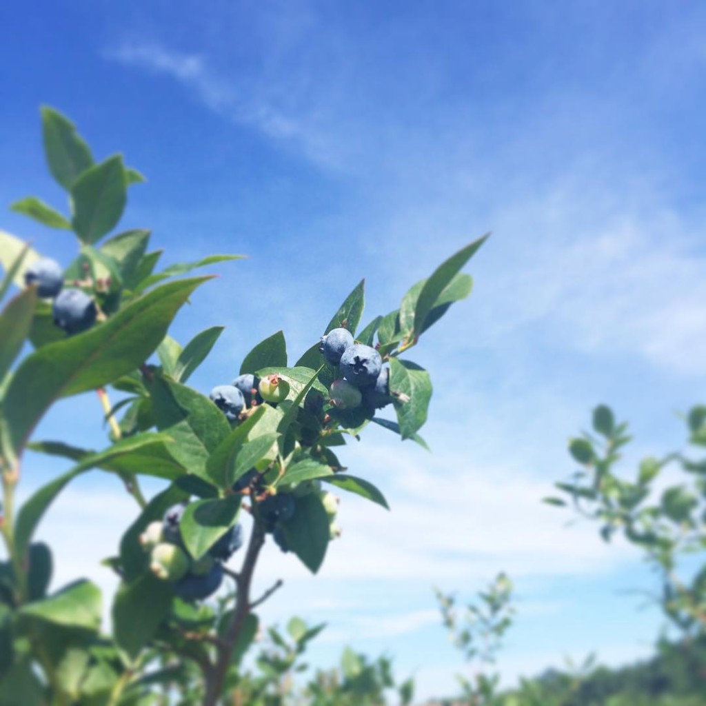 Michigan Blueberries